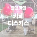 은빛물고기 | 천안｜천안 불당동 카페디스커스, 물고기와 고양이를 함께 볼 수 있는 이색카페 내돈내산 솔직후기