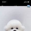 슈슈보리 네이버블로그