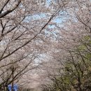 부산 금련산 - 황령산 벚꽃길(2023. 4. 1.) 이미지