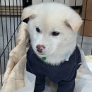 포레스트31 이미지