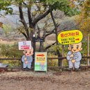 송화관광농원 | 241103 방문후기 / 청송 주왕산 국립공원 단풍 절정시기 추천 (feat.반달이굿즈)