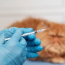 대한동물병원 이미지