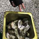 엉아돈한판 이미지