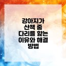 아이랑 동물병원 | 동대문구동물병원 강아지 산책 중 문제 해결하기