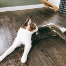 달진상회(살롱드캣) 이미지