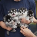 아담스펫 강아지분양 고양이분양 인천본점 이미지