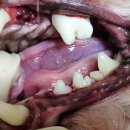 김s 동물병원 이미지