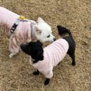 드린겐 애견테마파크 이미지