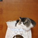 랙돌하우스 이미지