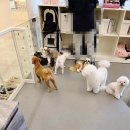 웰리스 | [ 중계동 애견카페] 웰리스 애견카페에서 보낸 뒤늦은 크리스마스 후기