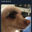왕비속눈썹
