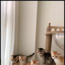 조이퍼피강아지분양