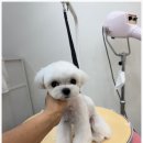 도그살롱 이미지