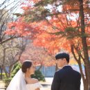 늘,예쁜개 | [늘담스냅] 가을 끝, 겨울 시작 용산공원 웨딩스냅 촬영후기 (세미웨딩·야외촬영 팁)
