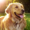 동네강아지 이미지