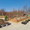 세종특별자치시산림조합