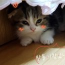 냥냥늉늉 이미지