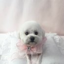 비비펫살롱 | 미용 후 컨디션 최고! 광주 애견미용 후기-비비펫살롱