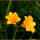 농장고구려 이미지