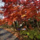 옥산리목장 | 여행의정답 경기도 용인여행 겨울 길목 20여만평에 펼쳐진 늦가을 단풍 풍경 한택식물원 허브제품