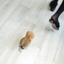 디자인독 이미지