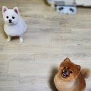 펫맘애 네이버블로그