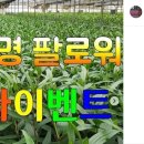 제이제이농장 이미지