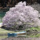 목련1차 이미지