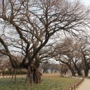 성주 경산리 성밖숲 이미지