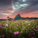 진안기술쎈타 해바라기 이미지