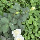 종려나무복지센터 이미지