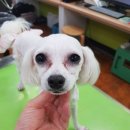 미래펫동물병원 이미지