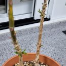 새로나화원 이미지