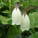 들꽃향기머무는곳 이미지