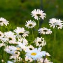 대구이곡초등학교 이미지