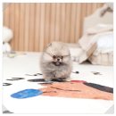 남동61 | 남동구강아지분양 후기 | 유앤미펫시흥점에서 만난 우리 아이