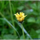 민들레홀씨 이미지