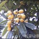 전남녹즙