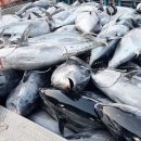 참치어장 이미지