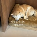 카페1234 | 반월당 카페무던 동성로 애견동반 신상카페 솔직후기