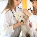 장안동물병원 이미지