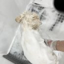 배곧애견샵 이미지
