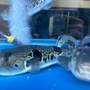 해운대복국 이미지