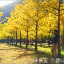 은행나무숲 입구 이미지