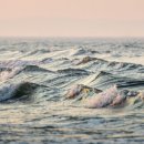 파도파도 이미지