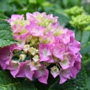 은아영재어린이집 이미지