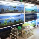 베스트피쉬 수족관 이미지