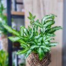 신흥초등학교 병설유치원 이미지