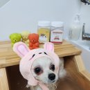 백설애견 이미지