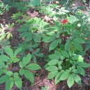 지리산약초 이미지